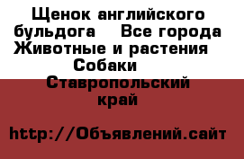 Щенок английского бульдога  - Все города Животные и растения » Собаки   . Ставропольский край